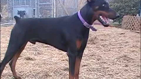 Barnic Dobermans,Boris Russian stud.Owner Terry Bu...