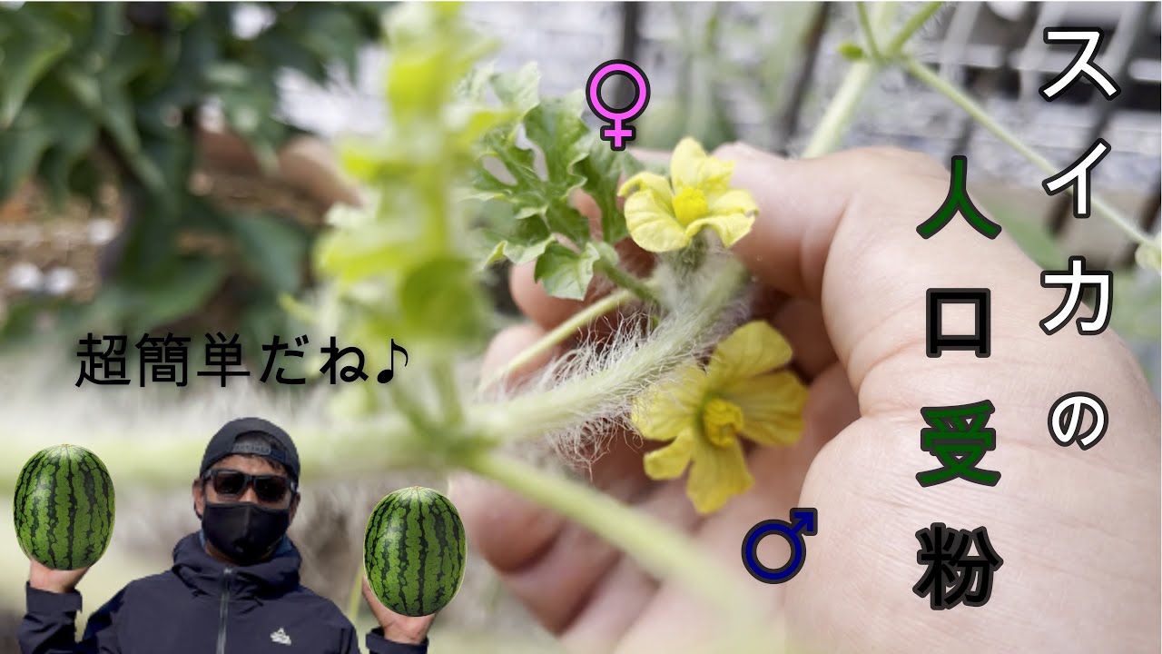 超簡単 スイカの花合わせ人口受粉ここまで来たらもう一息です Youtube