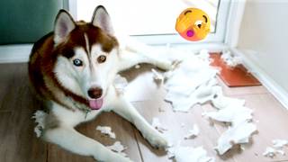 Husky Husky Huskies! 15 Minutes of Furry Madness 😜