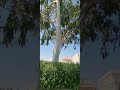 شجرة صفصاف أبيض من الشجر النادر بدولة الكويت الحبيبة خلوا قلبكم أبيض مثلها الفاتحة