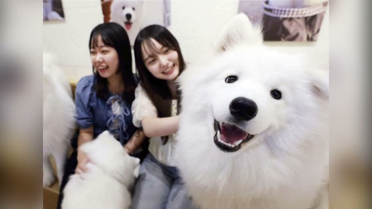 Samoyed Cafe Moffu Harajuku 🐶 Fluffy Dog Paradise in Tokyo
