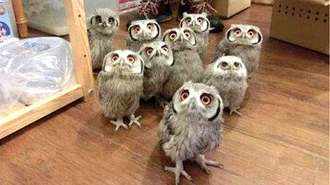 Owl - A Funny Owls And Cute Owls Compilation || NEW - DayDayNews