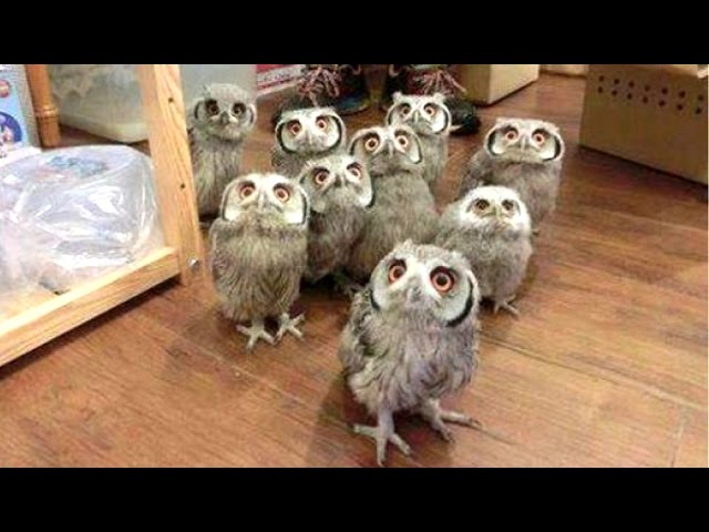 very cute real owls