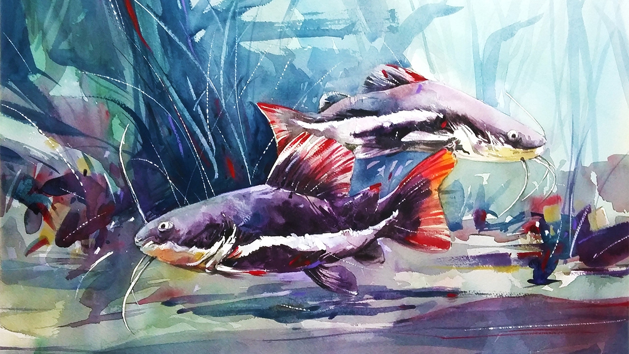 Watercolour Painting - Redtail Catfish 