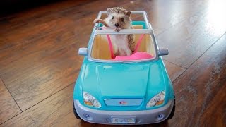 Hedgehog Drives Car?! - Cute And Funny Hedgehog Compilation