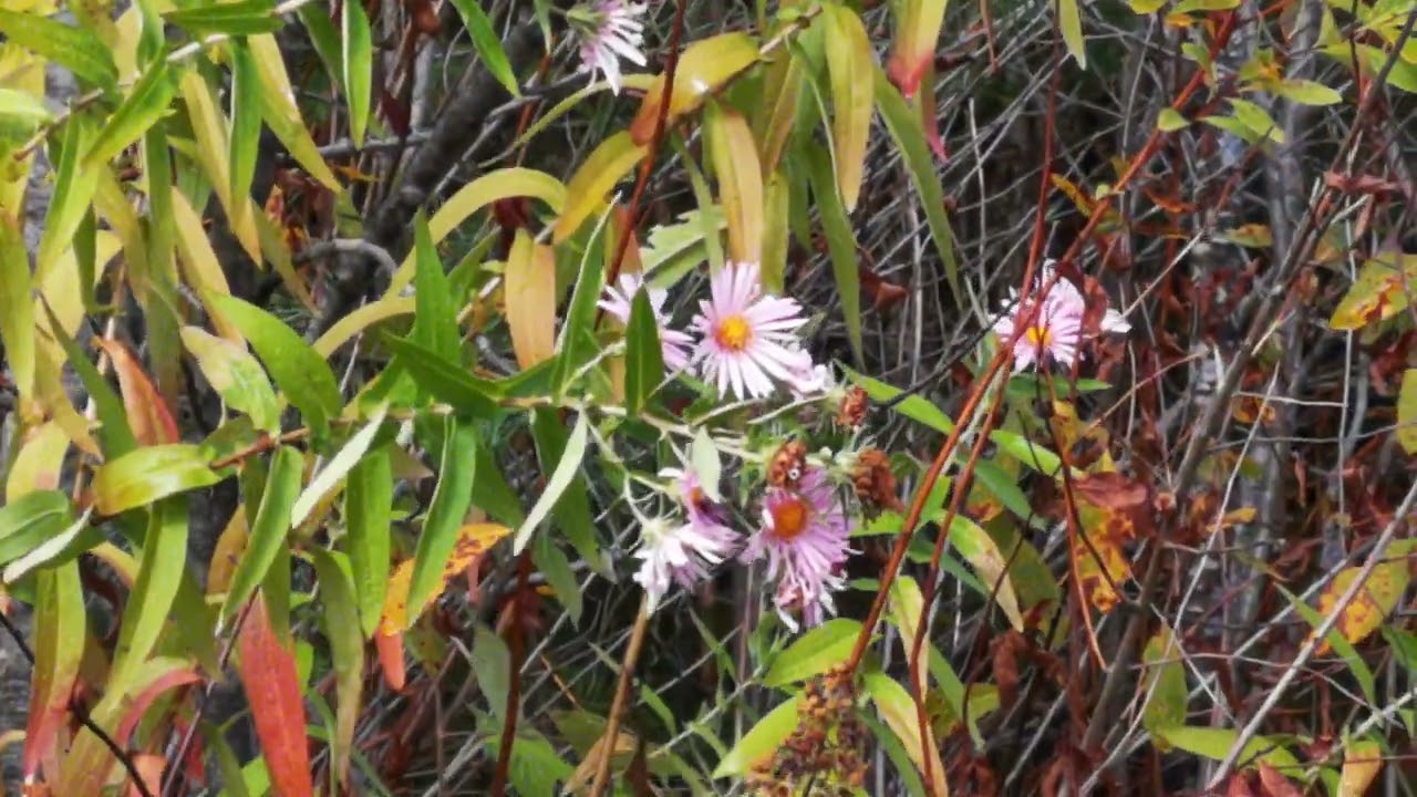 Asters in Light Purple