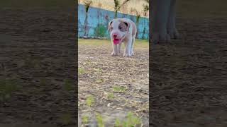 pitbull dog ki video #pitbull dog ki faigt #youtube short video #new short video#trending short
