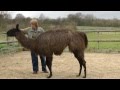 Clicker training with llamas a few basic ideas to get you started