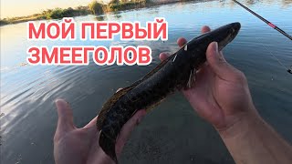 Поймал ЗМЕЕГОЛОВА на спиннинг. Реке ИЛИ. Дальше - больше