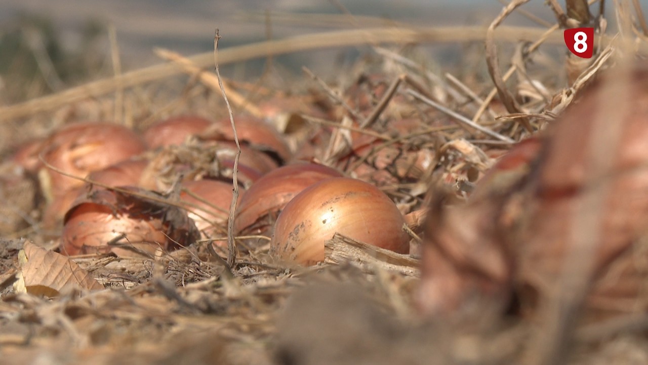 'Campo Palentino' (17-9-2026)