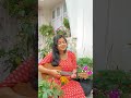 Saware  arijit singh  cover  pragya dutta 