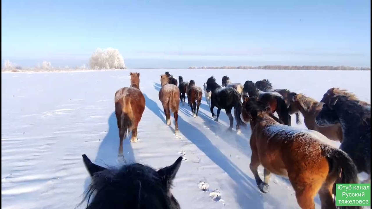 Жеребец Шалфей-2 привёл косяк в деревню. В табуне чужие лошади. Морозный декабрь.