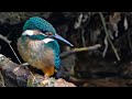 カワセミの子供４K　Kingfisher chick 4K 身近な生き物語