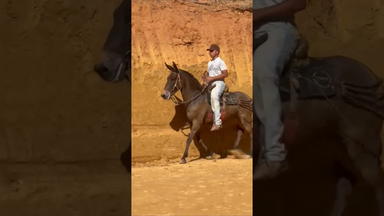 Ao vagão de burro hein 🤠