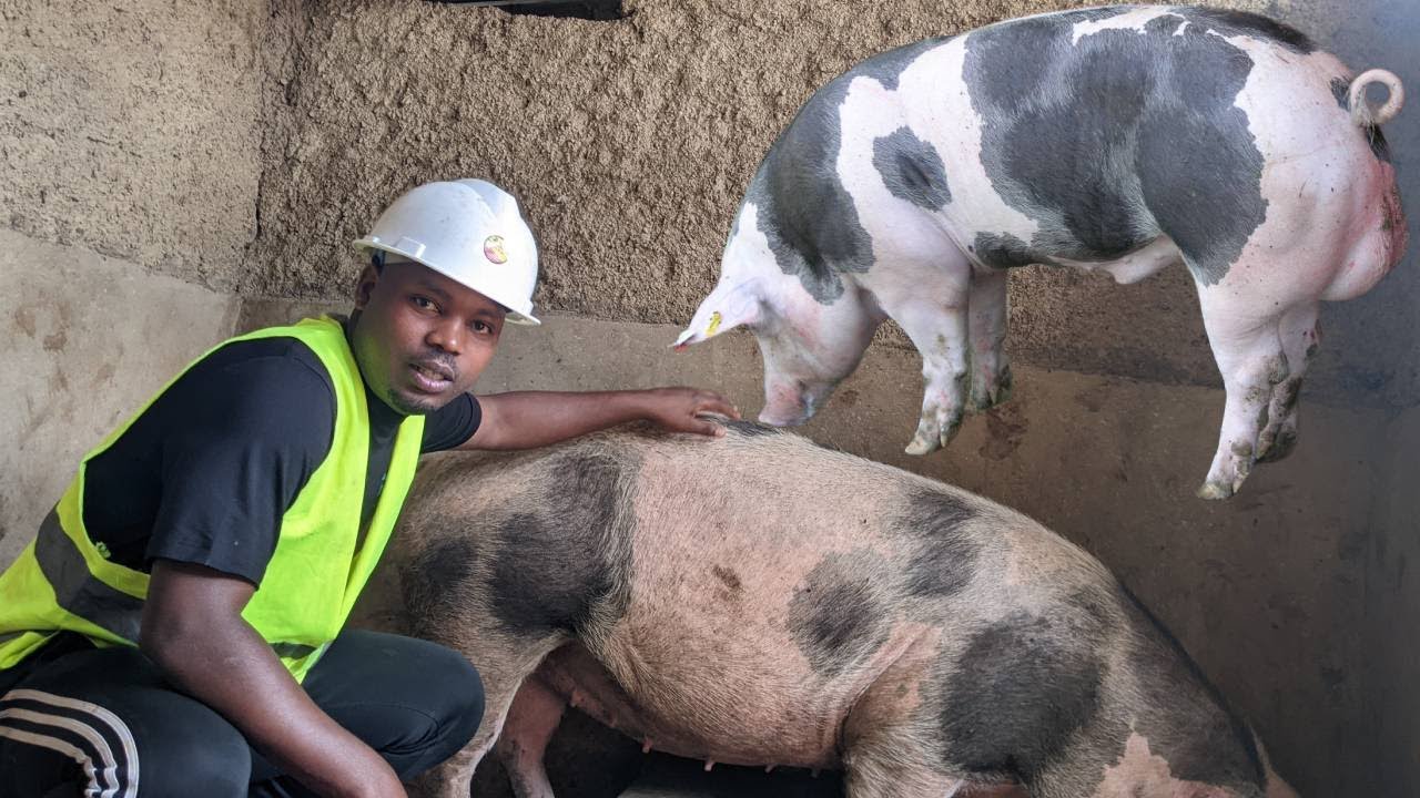 📛VIDEO:NIBA USHAKA KORORA INGURUBE ZITANGA UMUSARURO BANZA UMENYA AYA MAKURU YINGENZI