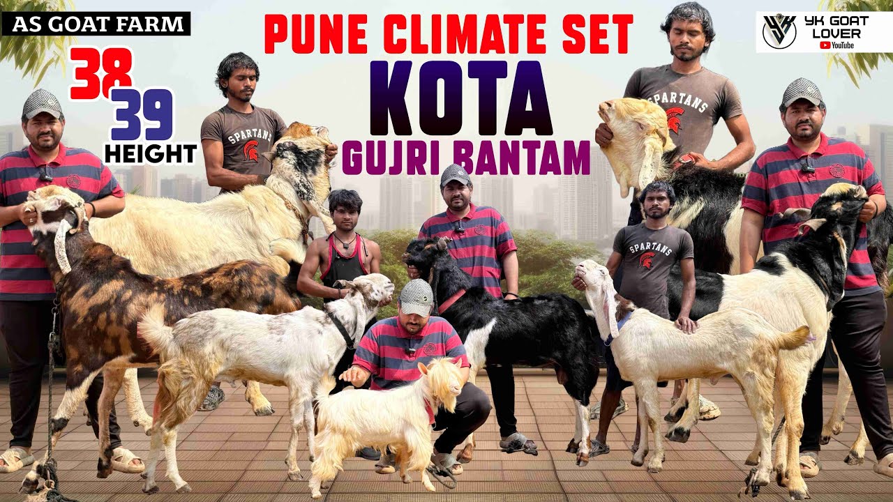 Большой размер Пуны Климатический комплект Кота и Гуджри Высококачественные Бентамские козы на ко...
