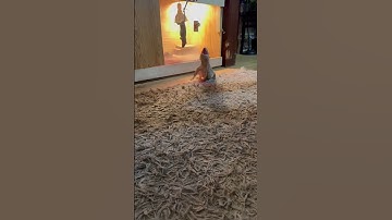 Savannah monitor feeding (part2)! Eats rat!! #trending #shorts #subscribe #livefeeding #viral