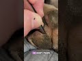 A Paw Full of Trapped Hair Gets Cleared 🐶 #dog #viral