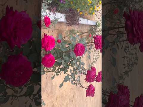 Morning Rose In My Garden Home Gardening #flowers #rose #youtubeshorts #garden #shorts