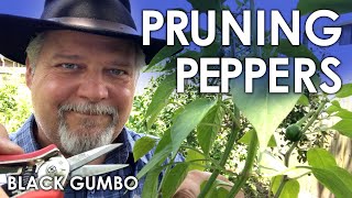 Pruning Pepper Seedlings for Maximum Production 2.0 || Black Gumbo