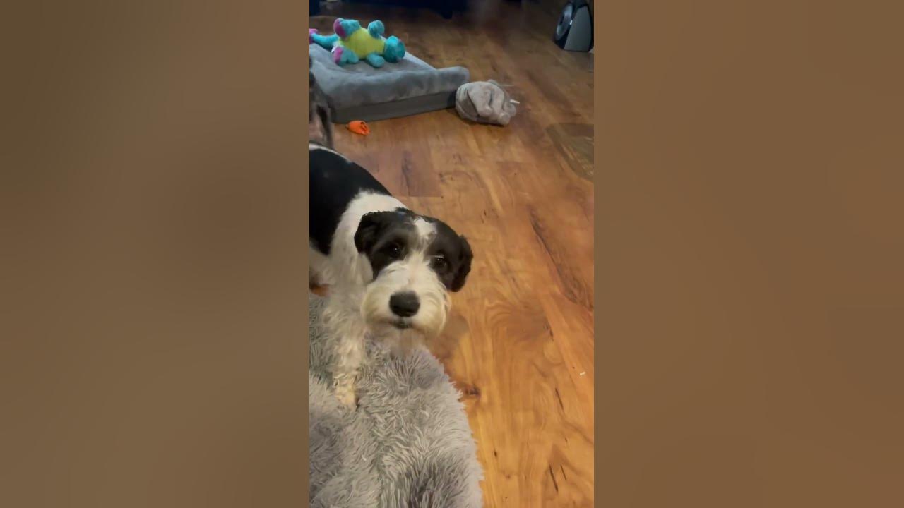 Why Dogs Are Afraid Of Thunder