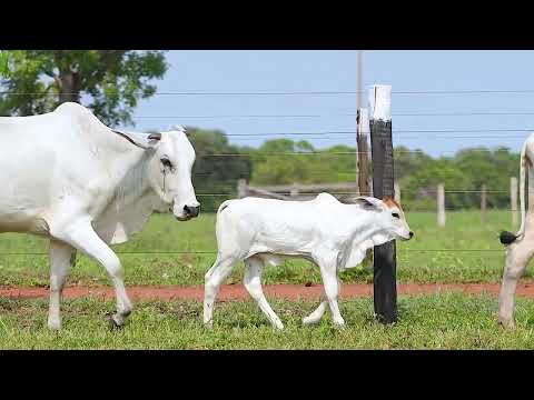 LOTE 43   JSH3820 JSH4881