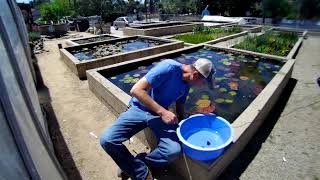 Trapdoor Snail - Best Pond Algae Eater