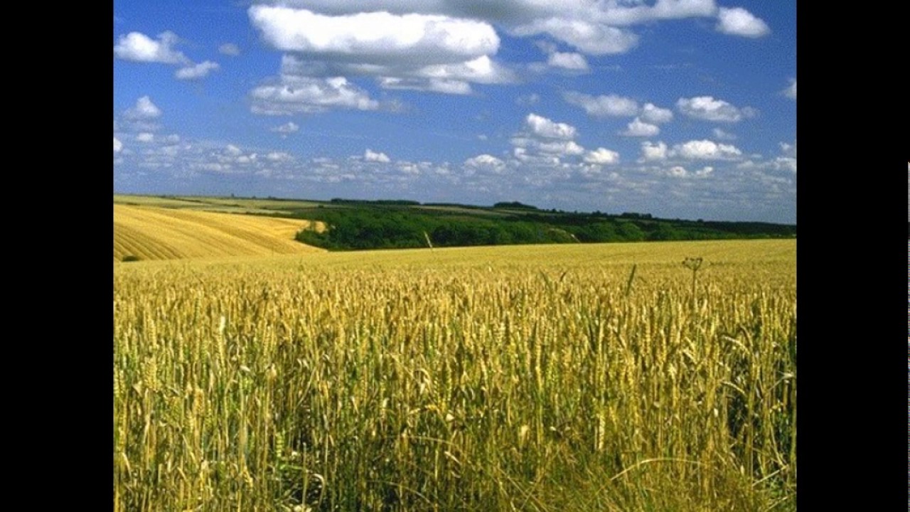 ах поля мои борозды милые хороши вы егэ. ах поля мои борозды. поля мои поля. борозда на поле. русь советская есенин.