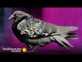Animals in Warfare History
