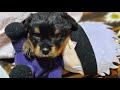 狼犬 vs ロットワイラー vs 最強な人