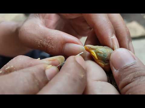 Video: Tungau Bulu Parasit Pada Burung