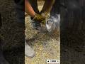 The Largest Hoof I Have Ever Had To Trim. Horse Restoration Front Hooves.