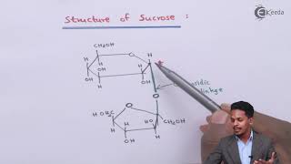 Structure of  Sucrose - Biomolecules - Chemistry Class 12