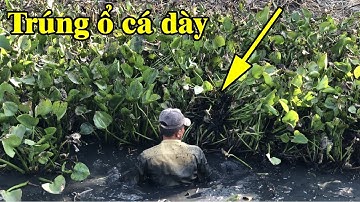 bắt ổ cá dày ! phát hiện cả ổ cá dày mắc kẹt trong đám lục bình | THÚ VUI MIỀN TÂY