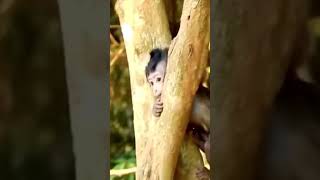 Download Lagu Empat Momen Kepala Monyet Terjepit 🐒🐒🐒#monyetviral #shorts MP3
