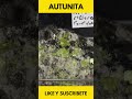 Autunita - Argentina  | Foro de Minerales
