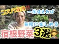 【家庭菜園】宿根する野菜3選 / 野菜だって宿根すれば、無限に楽しめる