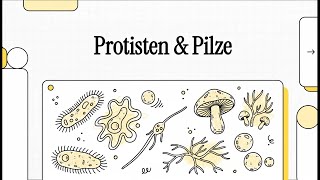 Protisten Pilze Einfach Erklärt