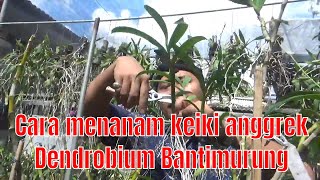 Ide Kreatif : Cara Menanam Keiki Anggrek Dendrobium Bantimurung