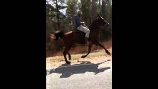 Shamir stables 4 year old singlefooting geldin