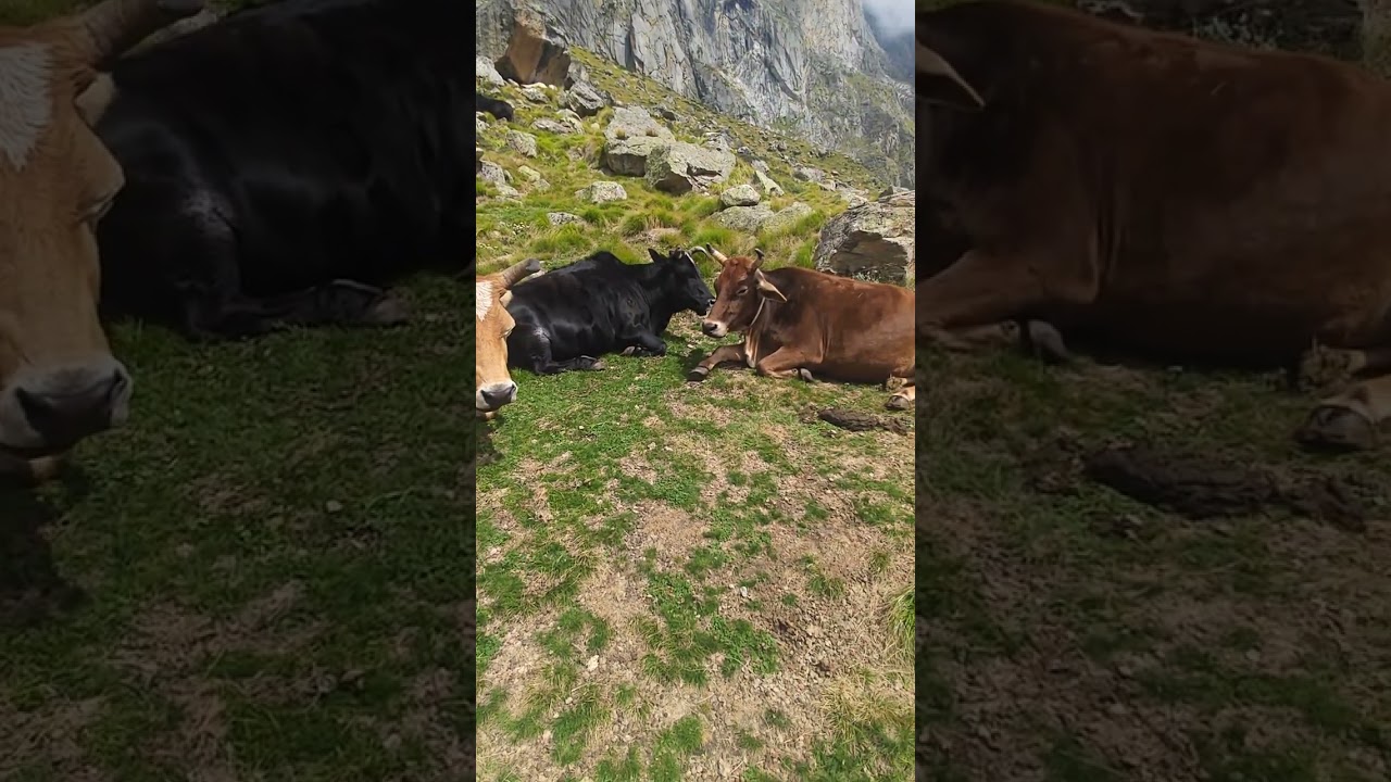 Go Sukta on the way to Vasudāra 