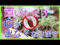 【メリットしかない】ゴキブリを寄せ付けない最強植物【アロマティカス】