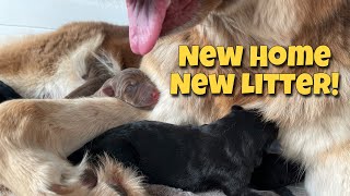 New Home New Litter by An Irie Shepherd 637 views 2 years ago 11 minutes, 38 seconds