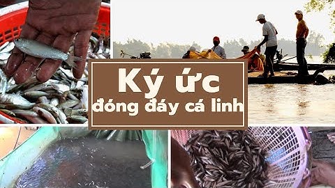 Nghề đóng đáy cá linh mùa nước nổi