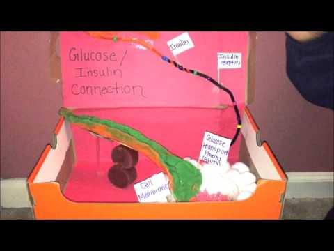 project 2.1 2 the insulin glucose connection