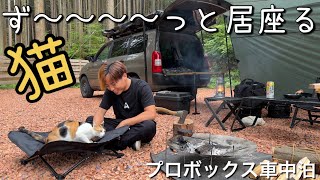 キャンプ場の看板猫と車中泊ソロキャンプ！なつきすぎて朝まで一緒に居ました！w【プロボックス】