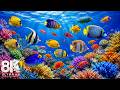 8K Marine Life Wonders | Discover Colorful Marine Life &amp; Peaceful Relaxation Music for Sleep