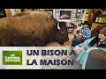 Un bison sinvite  la maison  zapping sauvage 16