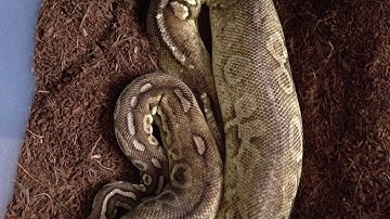 Ball Python Breeding Update