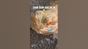 Look how sad he is #memes #cute #reptiles #beardeddragon #lizard